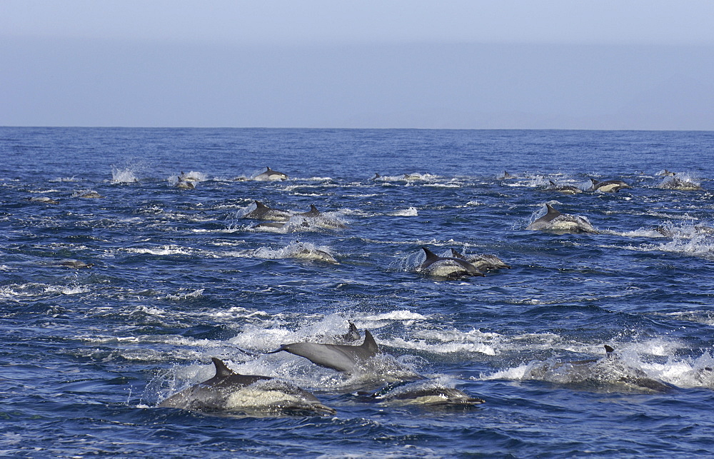 Long beaked common dolphin (delphinus capensis) sea of cortez, mexico, large school