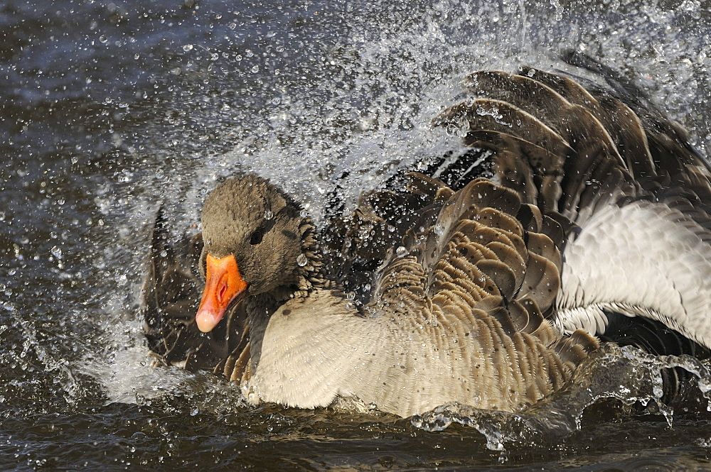 Greylag goose (anser anser) splashing, washing, bathing, oxfordshire, uk