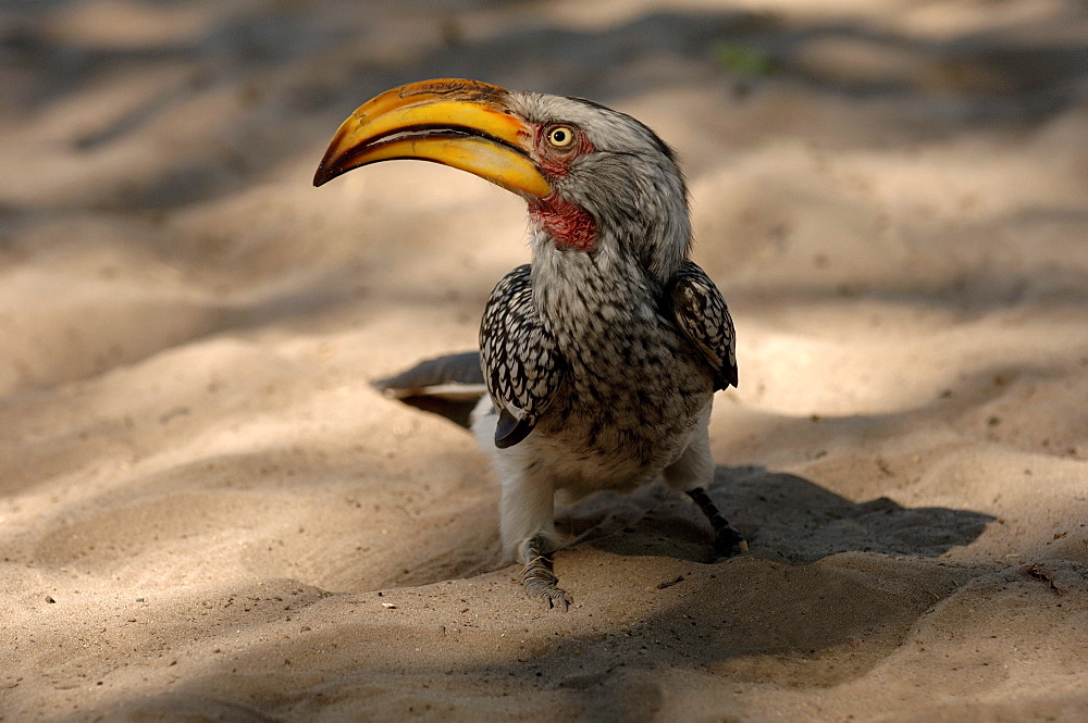 Southern yellow-billed hornbill. Tockus leucomelas. On the ground. Botswana