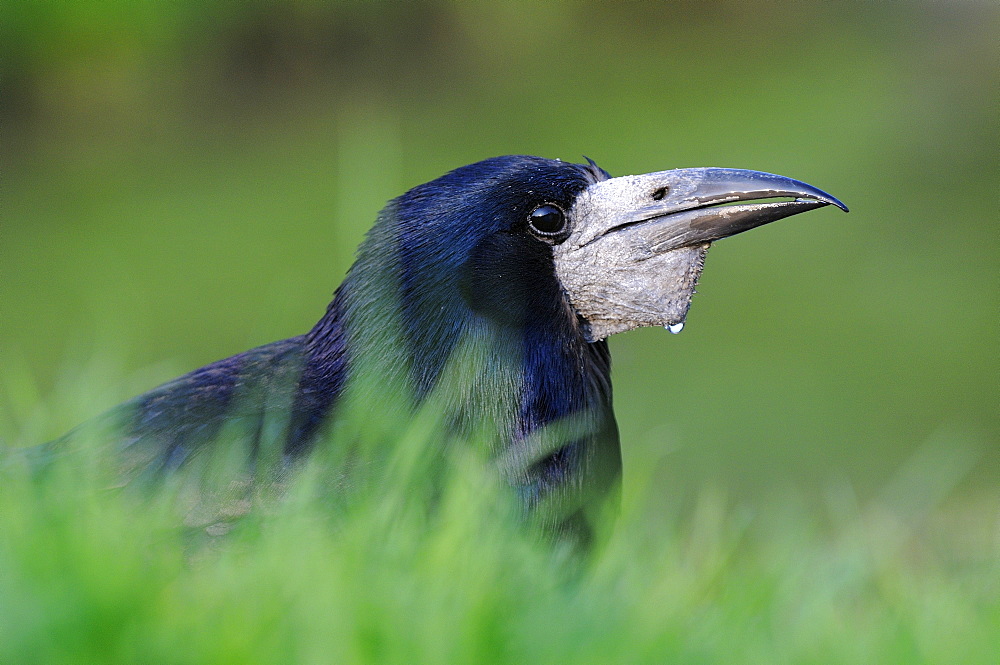 Rook (corvus frugilegus) close-up showing head and beak, oxfordshire, uk  