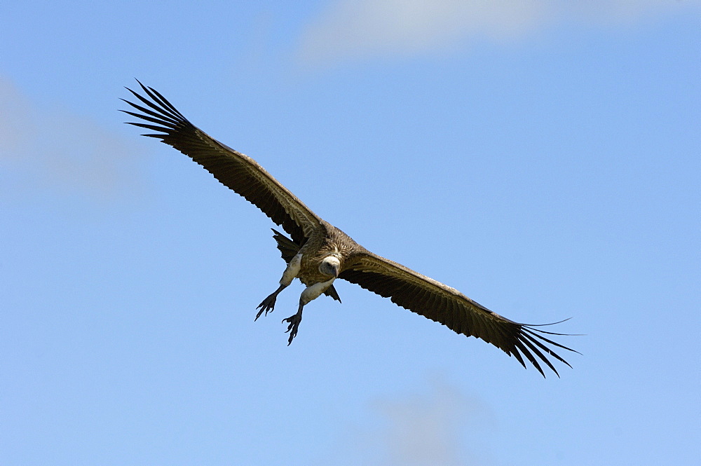 White-backed vulture (gyps africanus) masai mara, kenya, in flight, about to land.