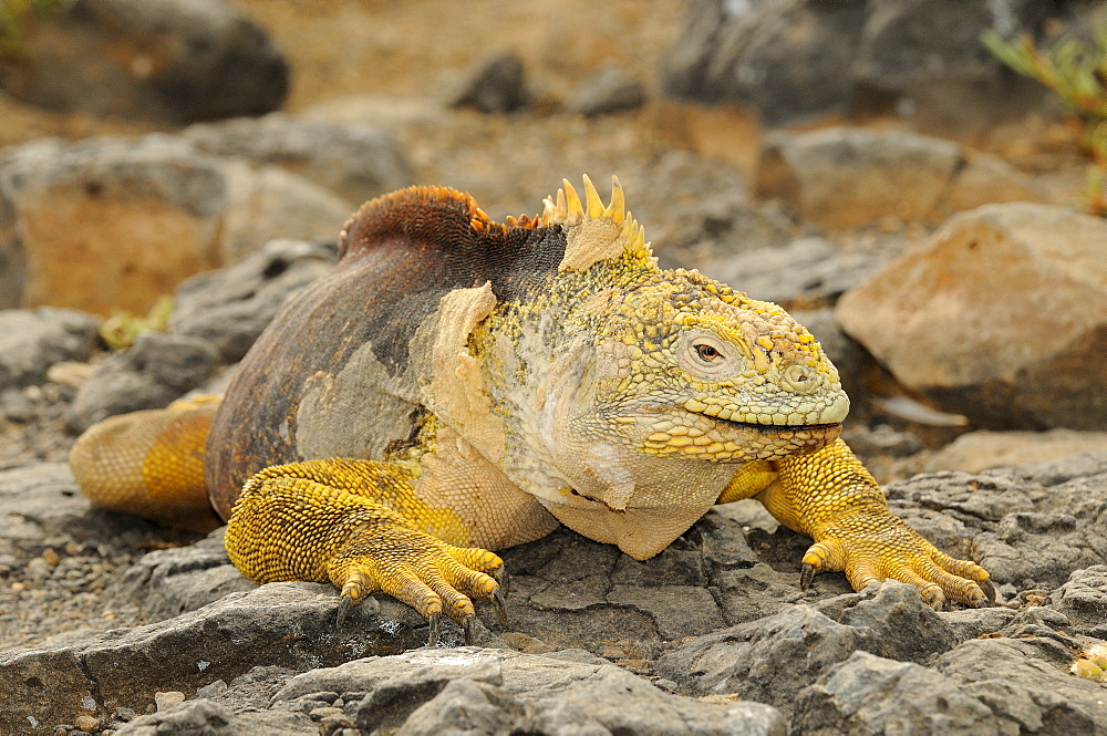 Land iguana (conolophus sp.) adult male, galapagos islands, ecuador  