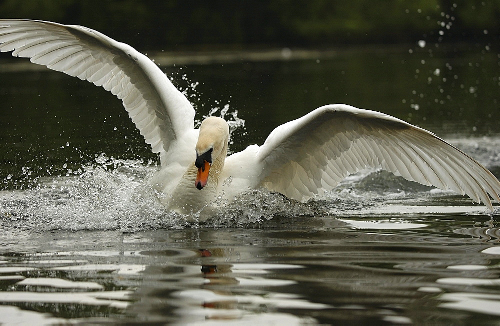 Mute swan. Cygnus olor. Landing. Oxfordshire, uk