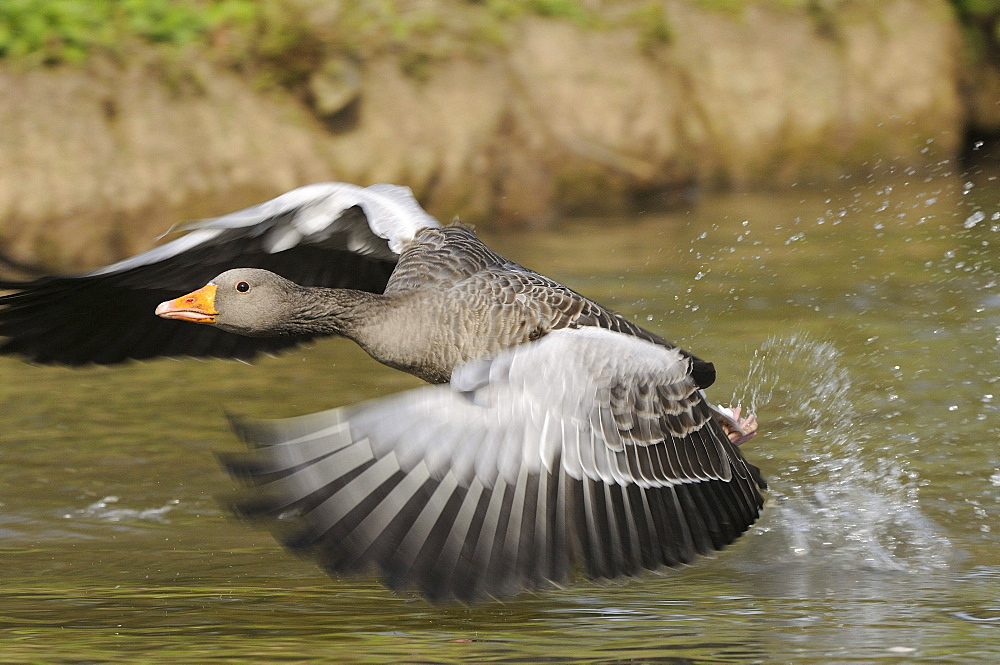 Greylag goose (anser anser) taking off from water, oxfordshire, uk