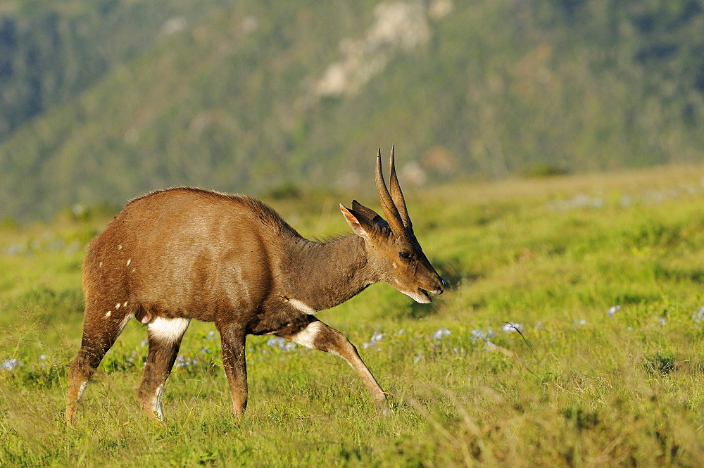 Bushbuck (tragelaphus scriptus) eastern cape, south africa