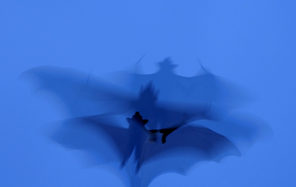 Straw-coloured fruit bat (eidolon helvum) kasanka  park, zambia, in flight, abstract image.