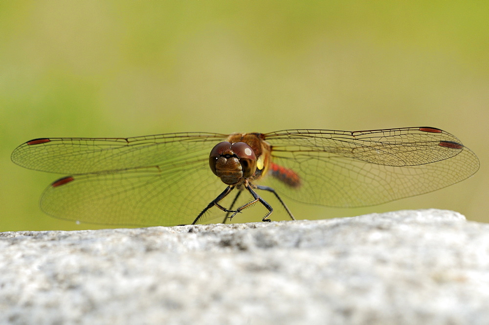 Common darter dragonfly (sympetrum striolatum) male at rest on rock, oxfordshire, uk  