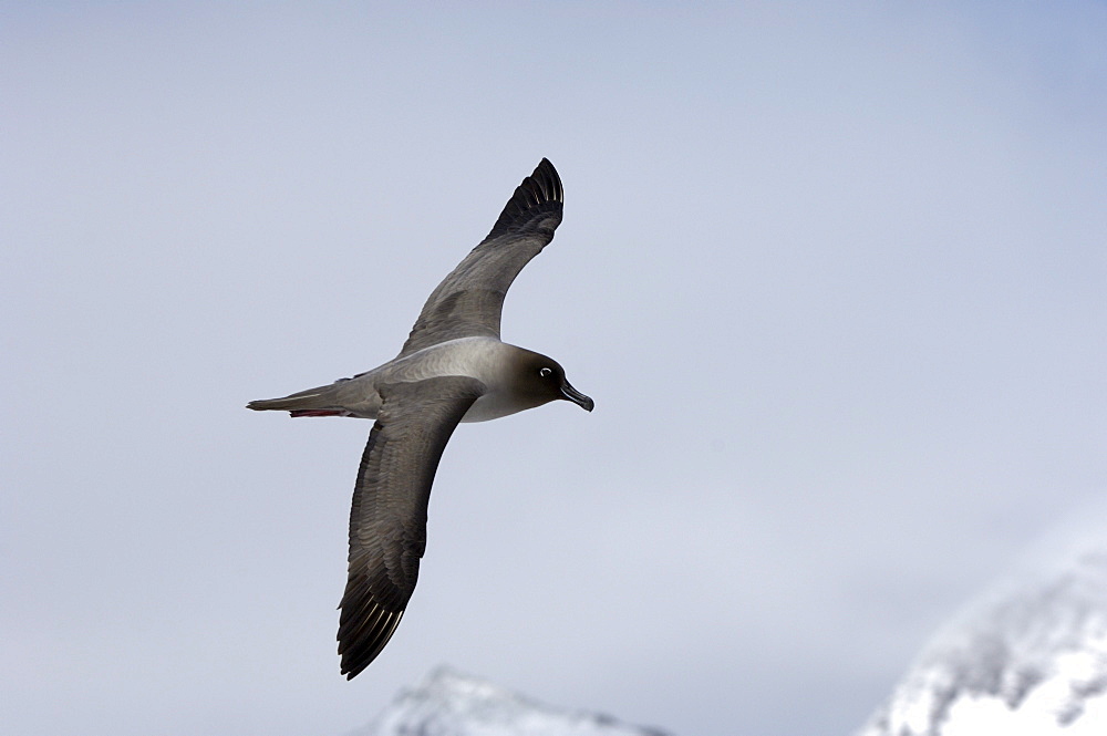 Light-manted sooty albatross (diomedea palpebrata) gold harbour, south georgia, in flight.