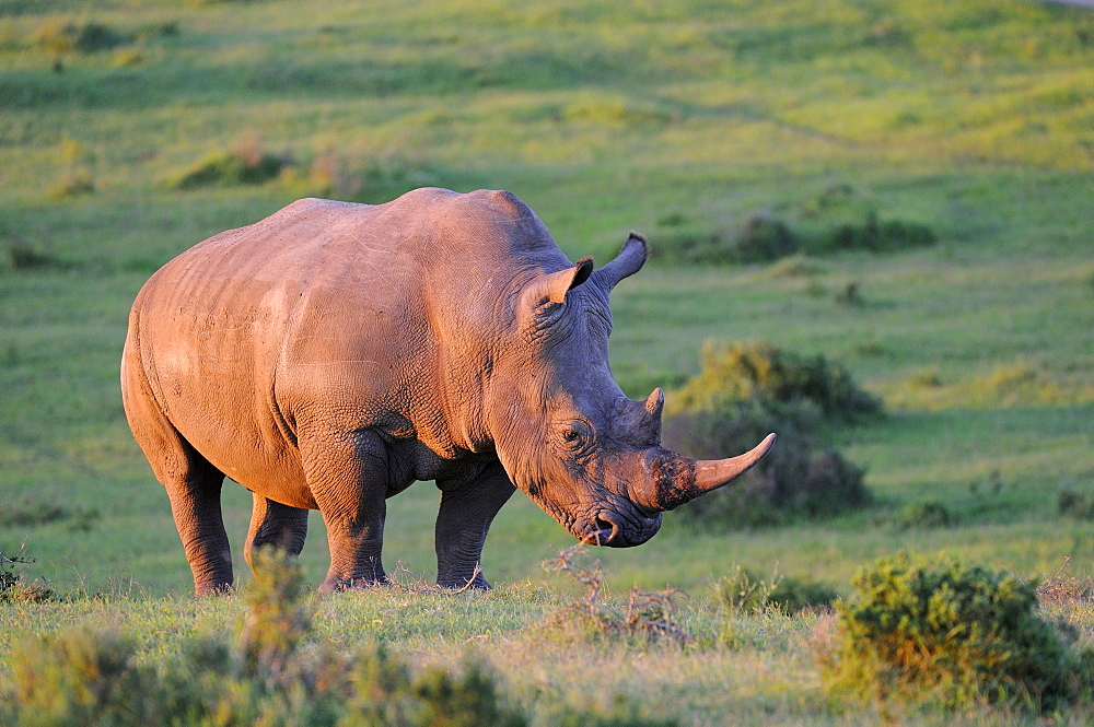 White rhinoceros (ceratotherium simum) adult in evening light, eastern cape, south africa