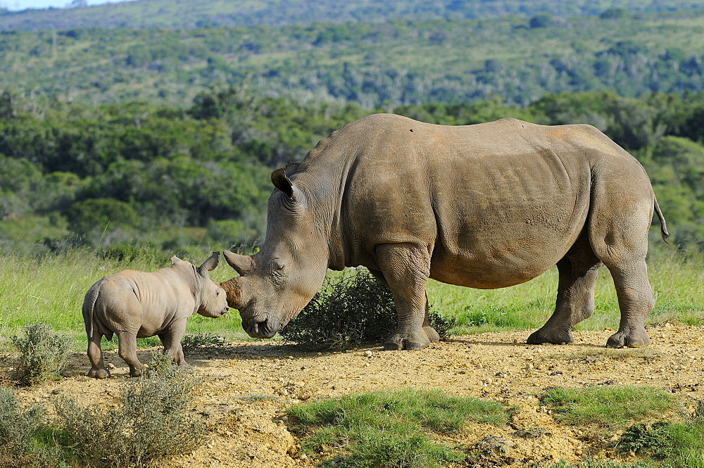 White rhinoceros (ceratotherium simum) mother and calf, eastern cape, south africa