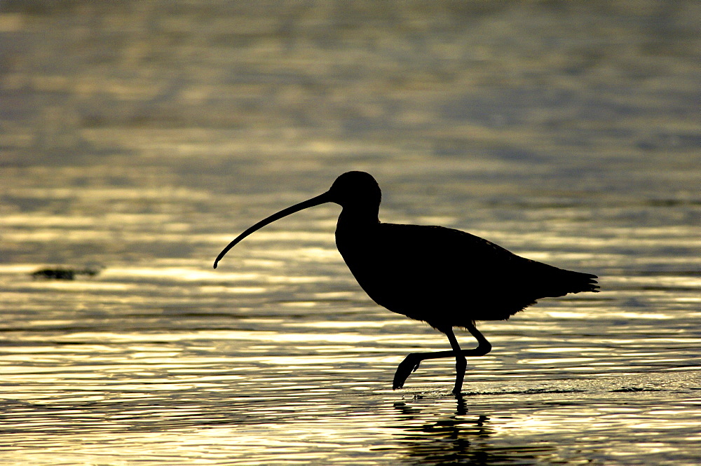 Billed curlew. Numenius americanus. Silhouette at, monterey bay, usa