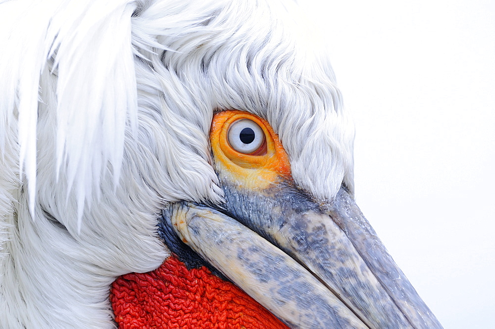 Dalmatian pelican (pelecanus crispus) close-up of face, adult in breeding plumage, lake kerkini, greece  