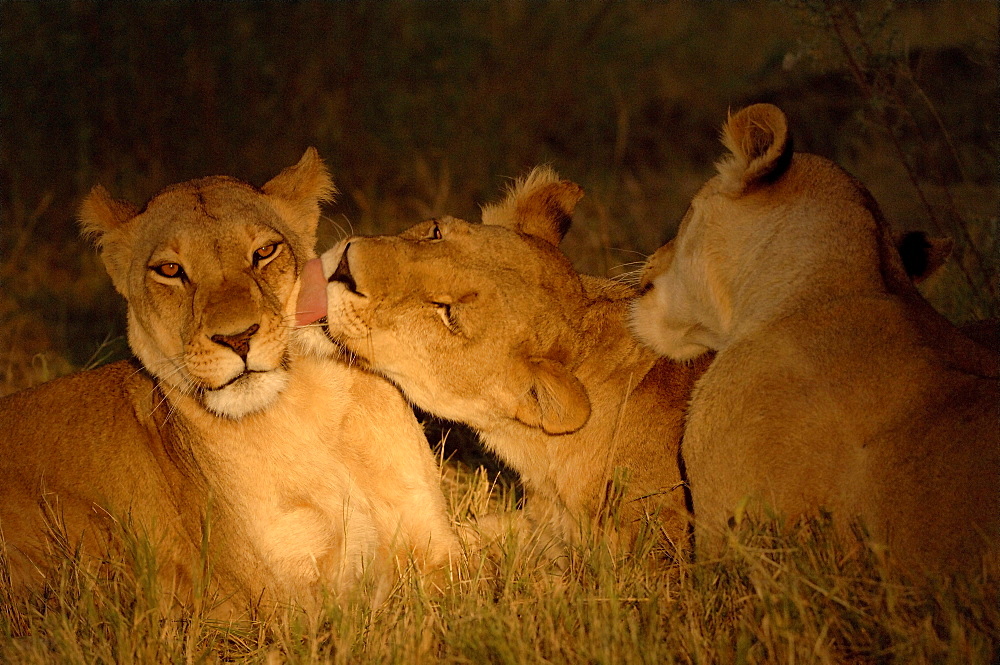 Lioness. Panthera leo. Licking each other at dusk. Botswana