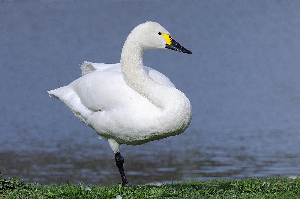 Bewick's swan (cygnus columbianus) standing on one leg, unipedal resting, slimbridge, uk  