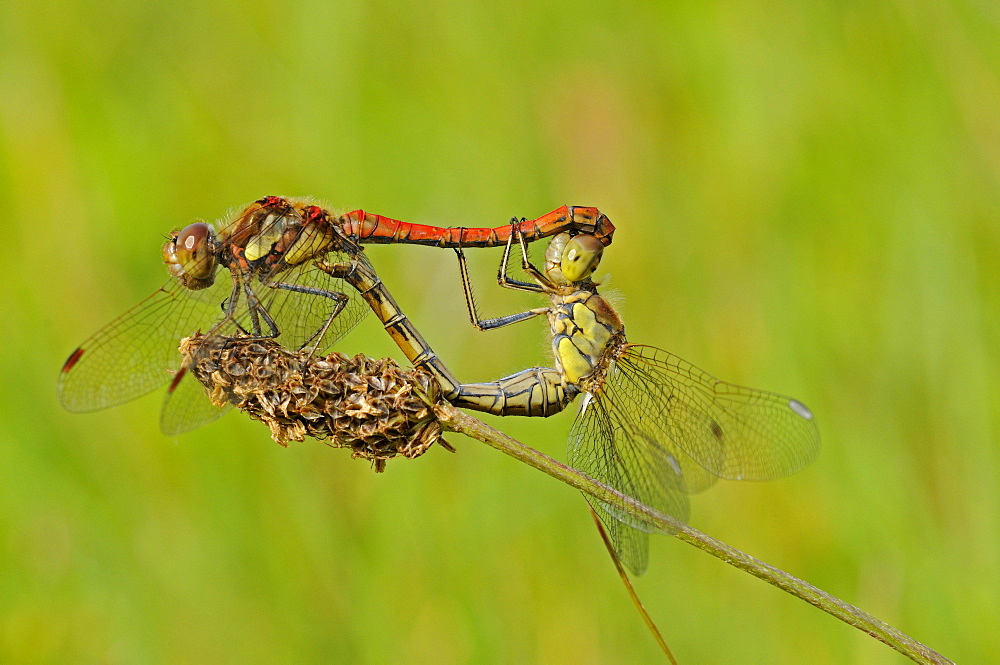 Common darter dragonfly (sympetrum striolatum) pair mating on grass stem, oxfordshire, uk  