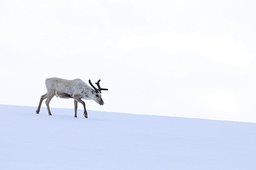 Reindeer (rangifer tarandus) solitary animal walking over snow, finland  