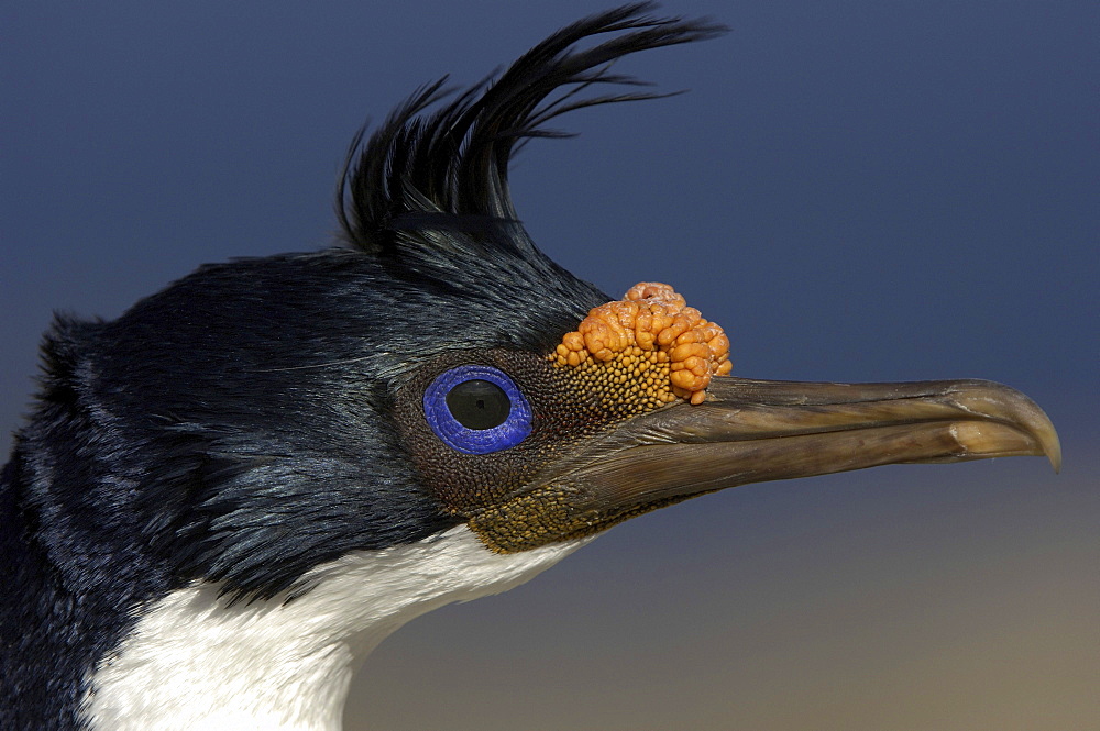 King cormorant (phalacrocorax atriceps) also known as imperial cormorant or blue-eyed shag, falkland islands, close-up of head showing blue eye ring