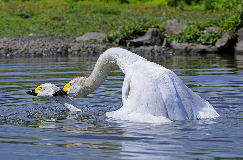 Bewicks swan (cygnus columbianus) pair mating on water, slimbridge, uk  