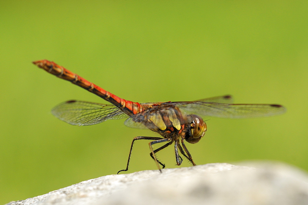 Common darter dragonfly (sympetrum striolatum) male at rest on rock, oxfordshire, uk  