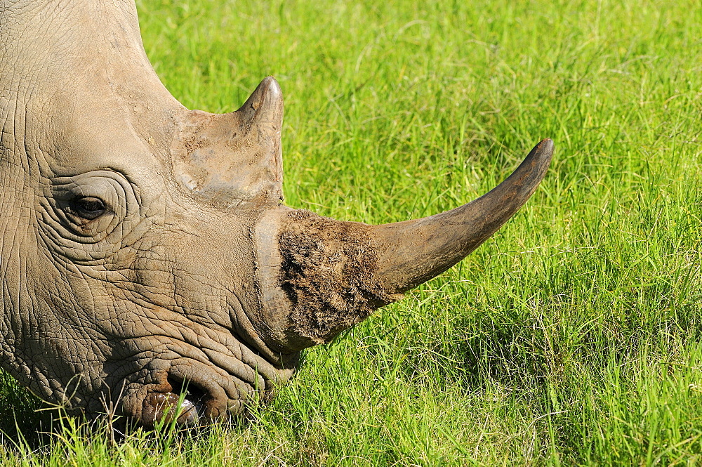 White rhinoceros (ceratotherium simum) eating grass, close-up of head showing horns, eastern cape, south africa