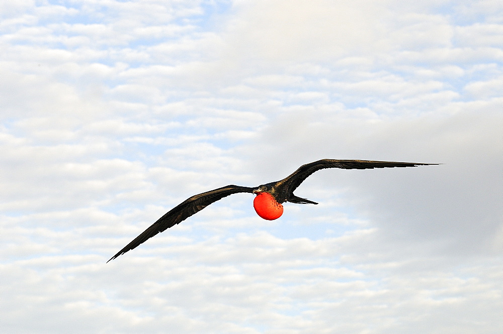 Magnificent frigatebird (fregata magnificens) in flight with inflated gular pouch, galapagos islands, ecuador  