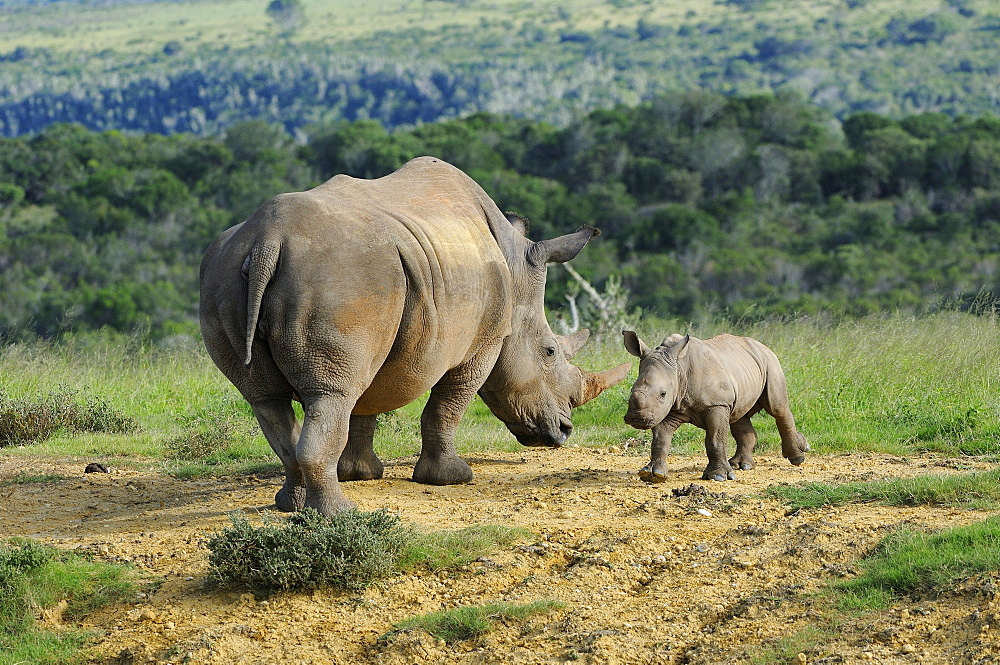 White rhinoceros (ceratotherium simum) mother and calf, eastern cape, south africa