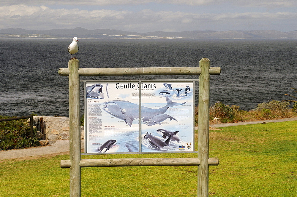 Whale sign, hermanus, south africa