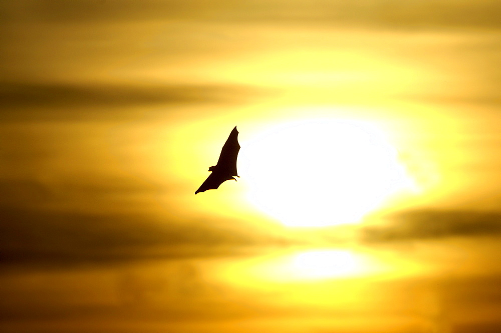 Straw-coloured fruit bat (eidolon helvum) kasanka  park, zambia, in flight at sunrise.