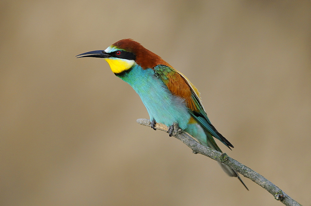 European Bee-eater (Merops apiaster) perched on twig, calling, Bulgaria