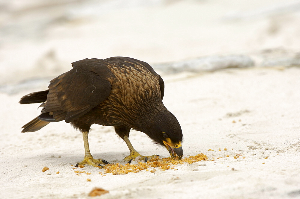 Striated caracara (phalcoboenus australis) new island, falkland islands, eating fur seal faeces on the beach.