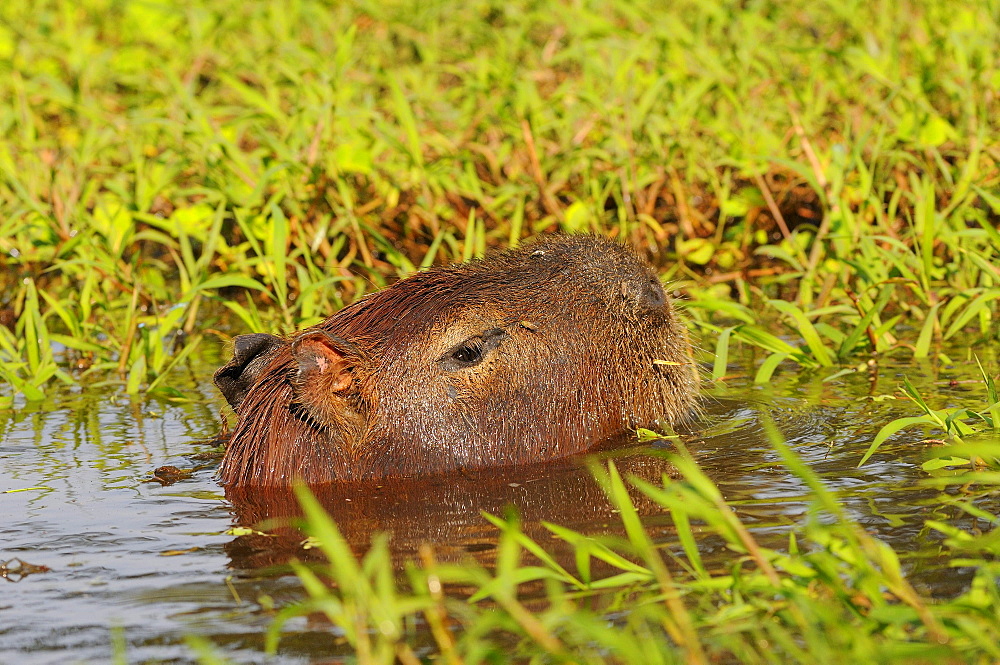 Capybara (hydrocoerus hydrocaerus) swimming, head above water, pantanal, brazil.