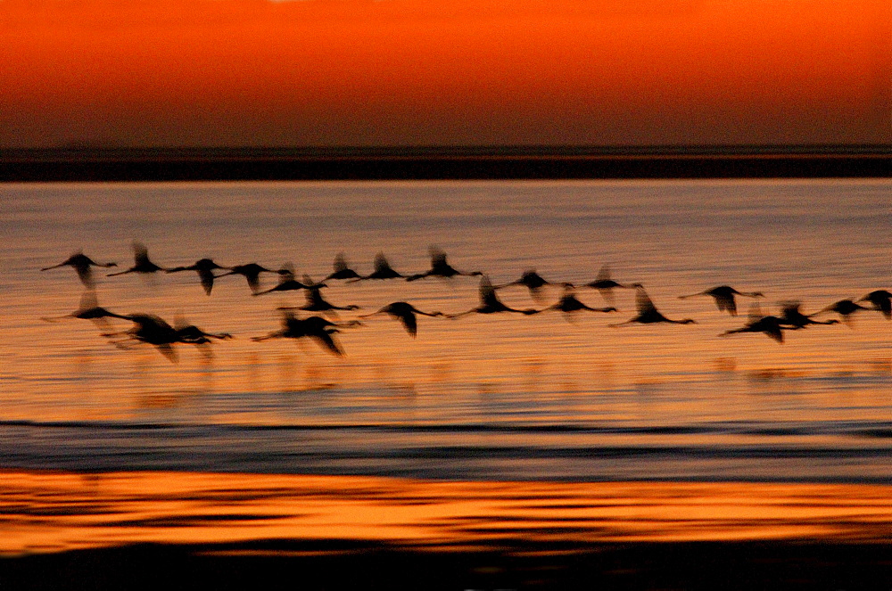 Greater flamingoes, phoenicopterus ruber. In flight at sunset. Walvis bay, namibia