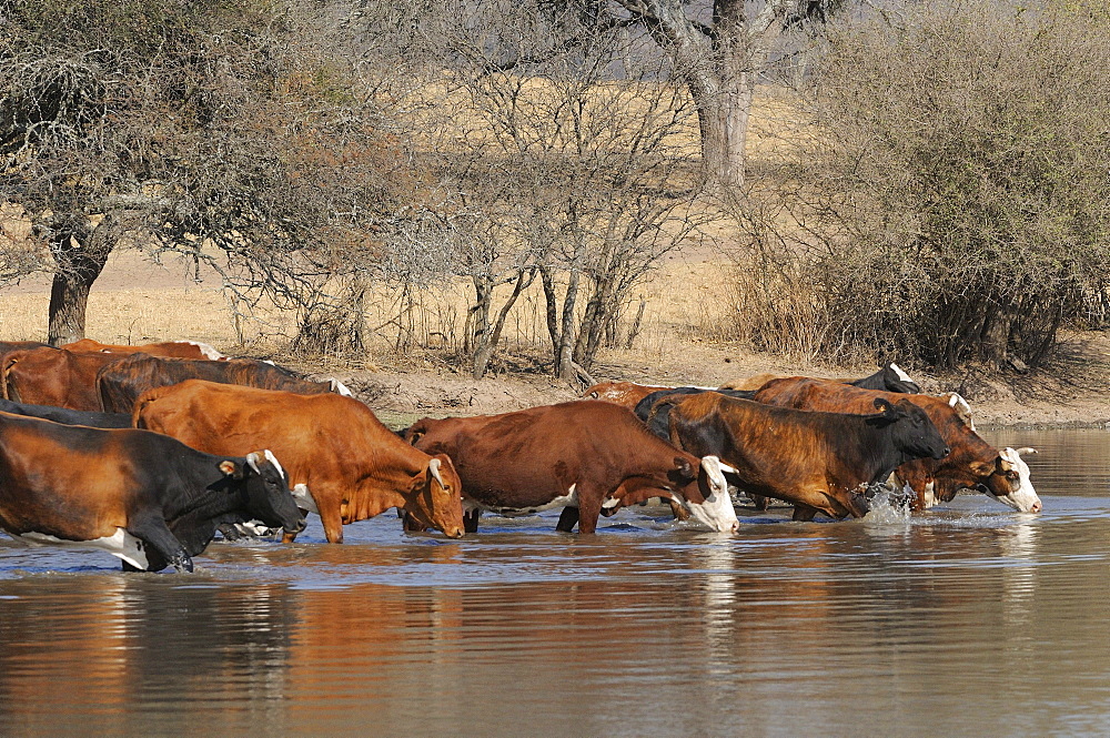 Cows (bos taurus) herd drinking at edge of lake, salta, argentina