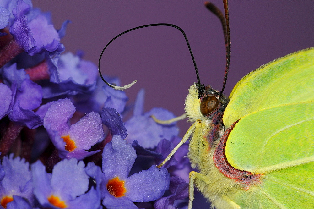 Brimstone butterfly (gonepteryx rhamni) close,up, feeding on buddleia flowers, tongue extended, oxfordshire, uk