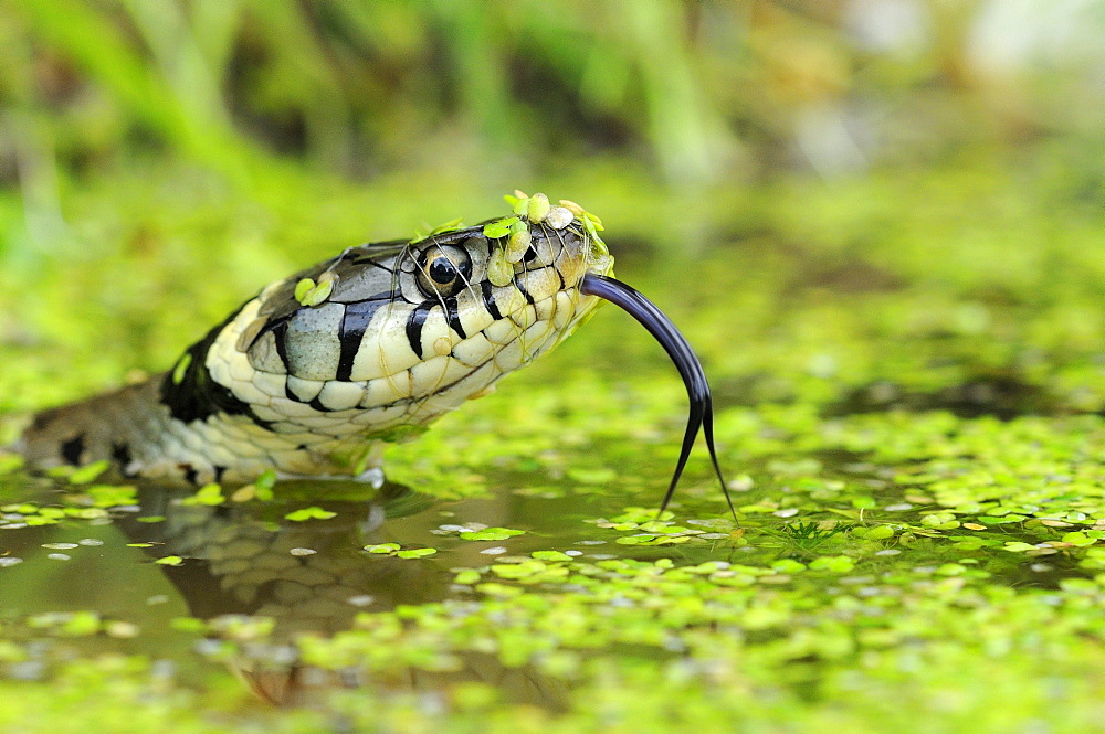 Grass snake (natrix natrix) head raised above water, tongue out, oxfordshire, uk