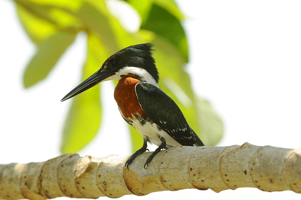 Green kingfisher (chloroceryle americana) perched on branch, pantanal, brazil.