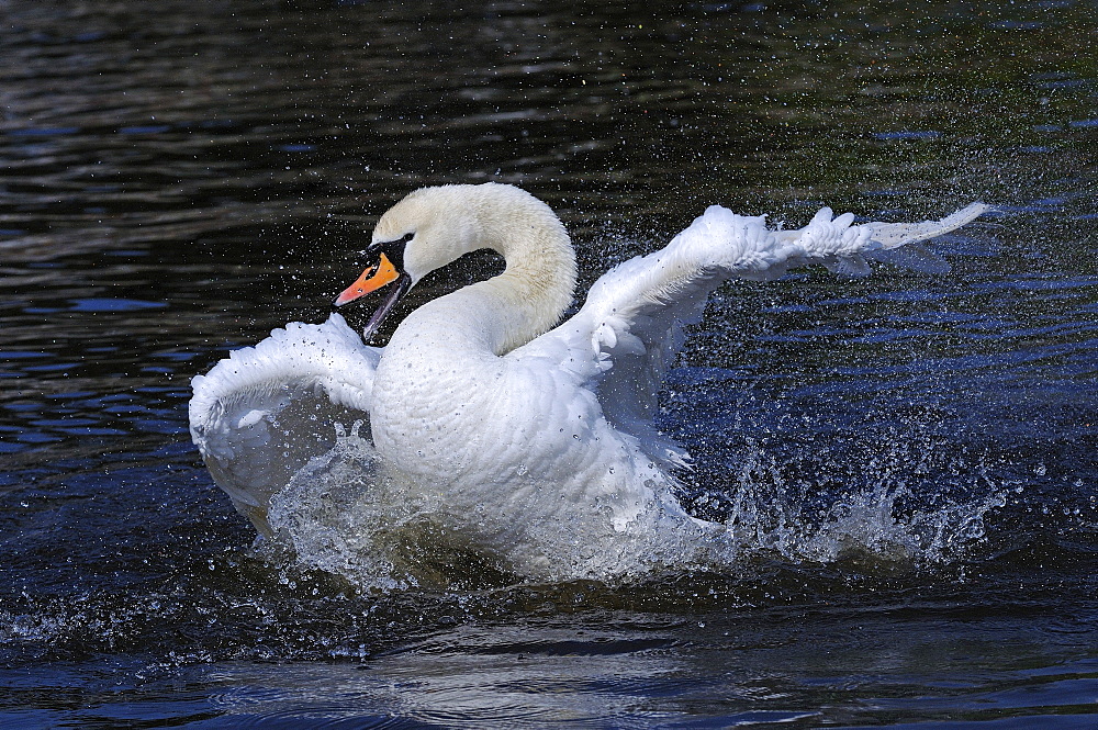 Mute swan (cygnus olor) bathing, berkshire, uk  