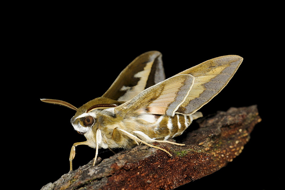 Bedstraw hawkmoth (hyles gallii) resting on bark, oxfordshire, u