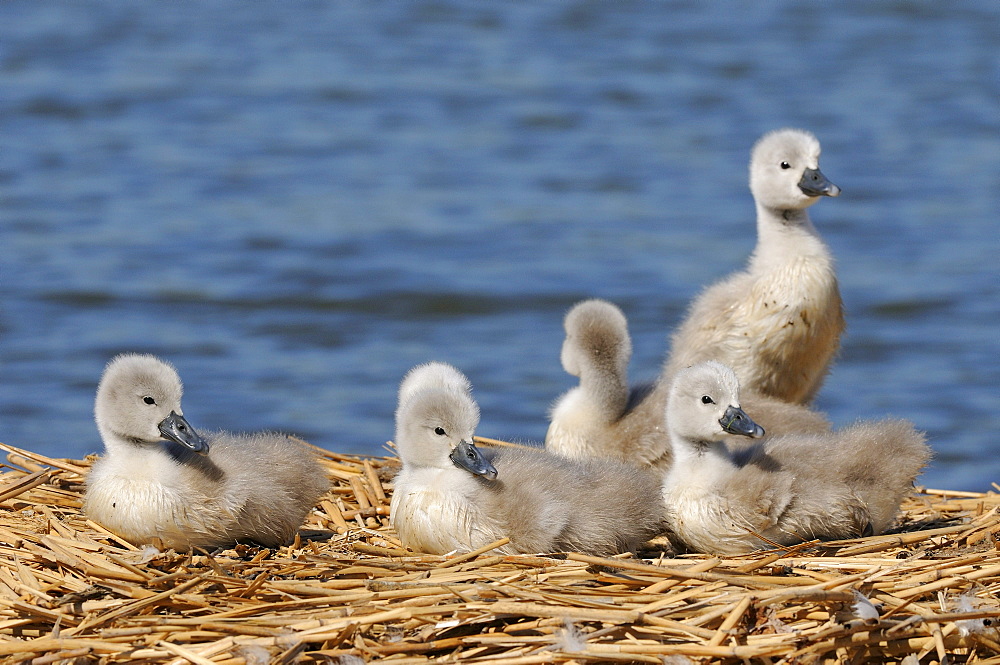 Mute swan (cygnus olor) family of cygnets on nest, abbotsbury, uk