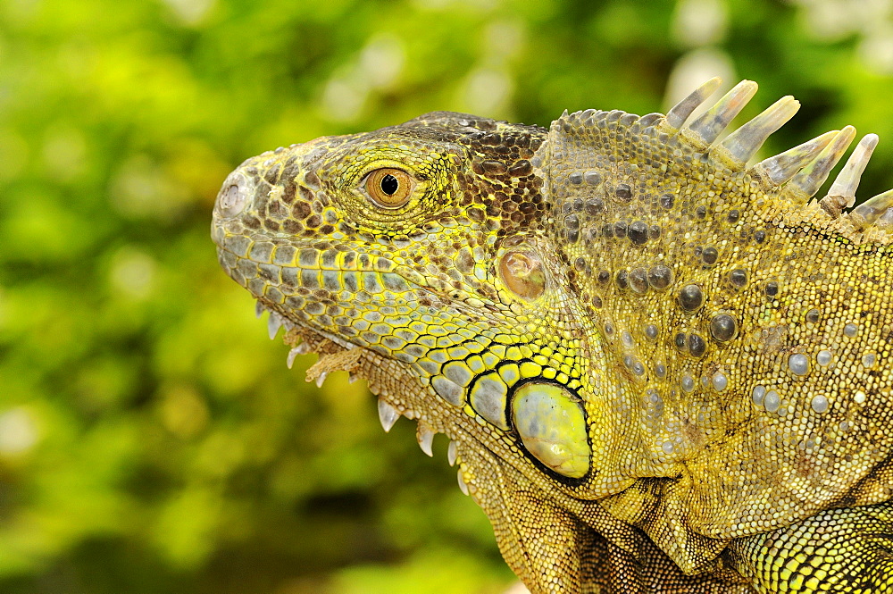 Green iguana (iguana iguana) captive, south africa