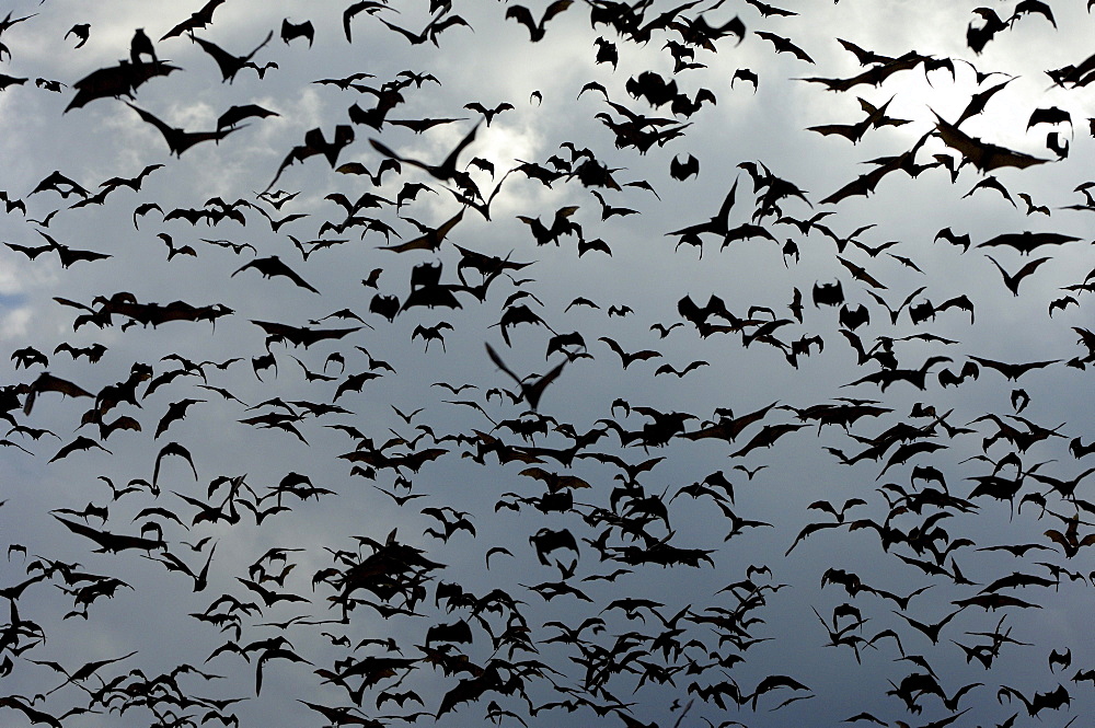 Straw-coloured fruit bat (eidolon helvum) kasanka  park, zambia, flock in flight.