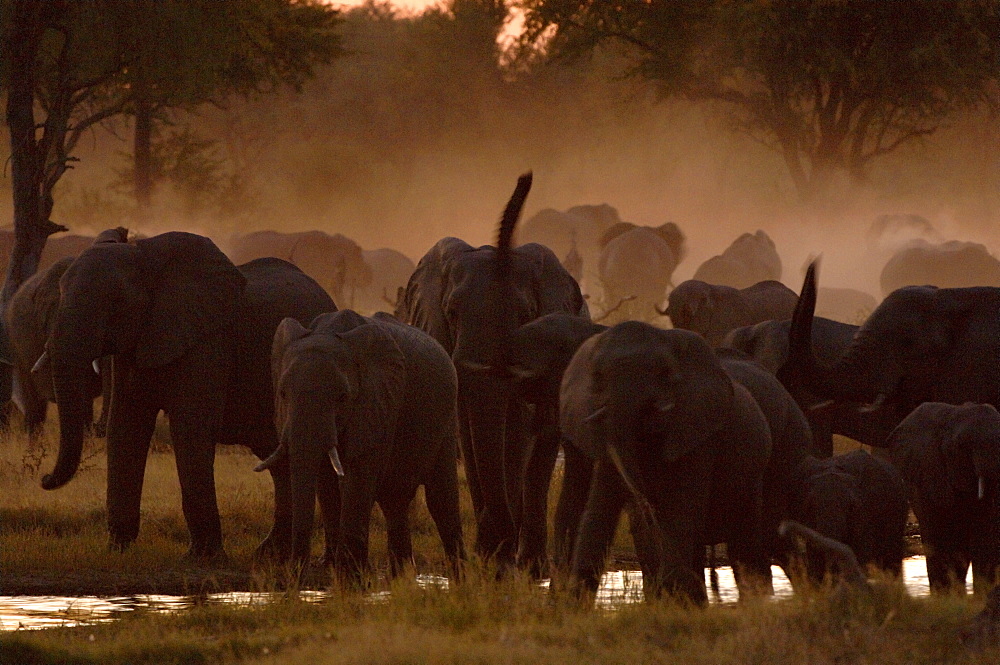 African elephants. Loxodonta africana. Herd at dusk. Botswana