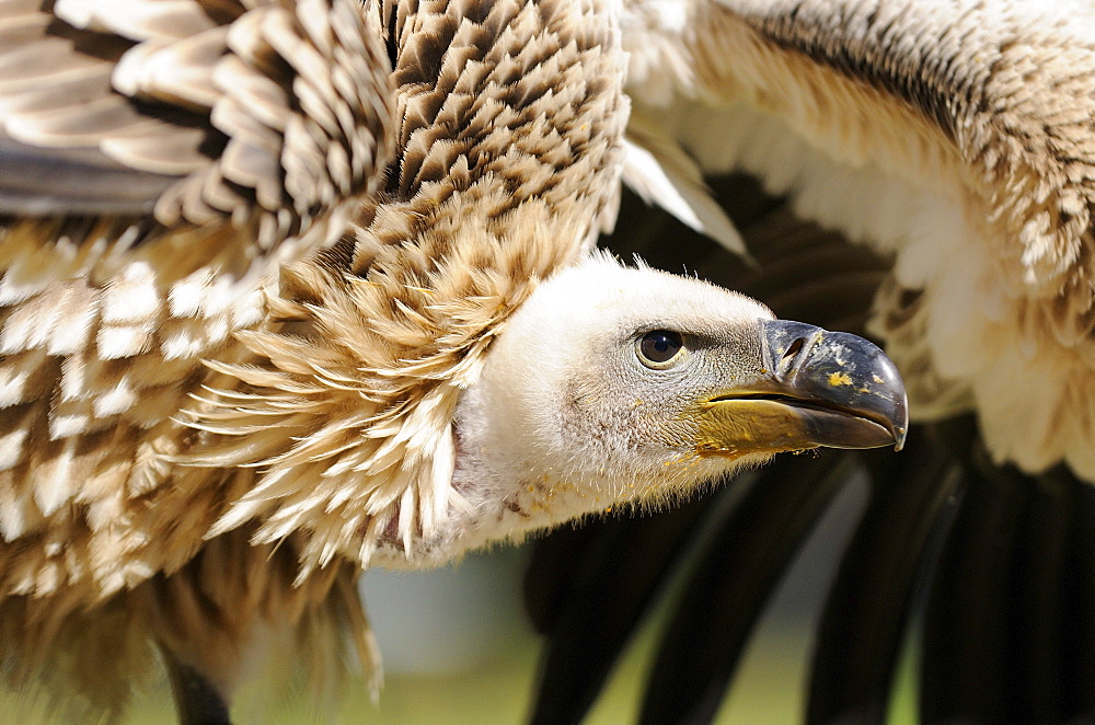 Cape vulture (gyps coprotheres) captive, south africa