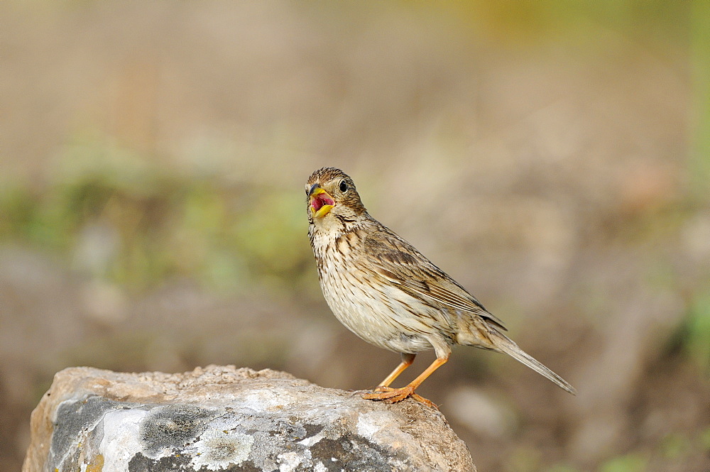 Corn Bunting (Miliaria calandra) standing on rock singing, Bulgaria