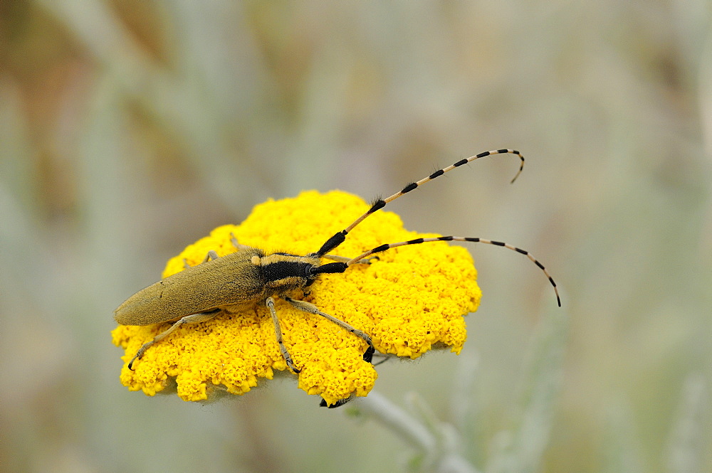 Longhorn beetle (agapanthia cardui) at rest on flower head, bulgaria  