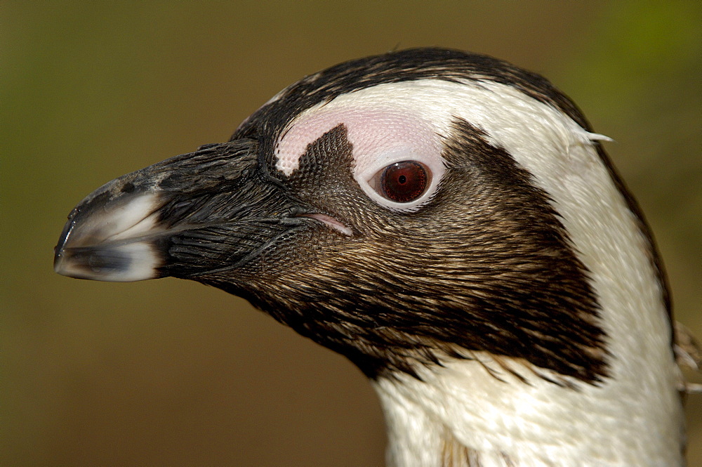 Jackass penguin (spheniscus demersus) portrait, native of southern africa (captive bristol zoo).