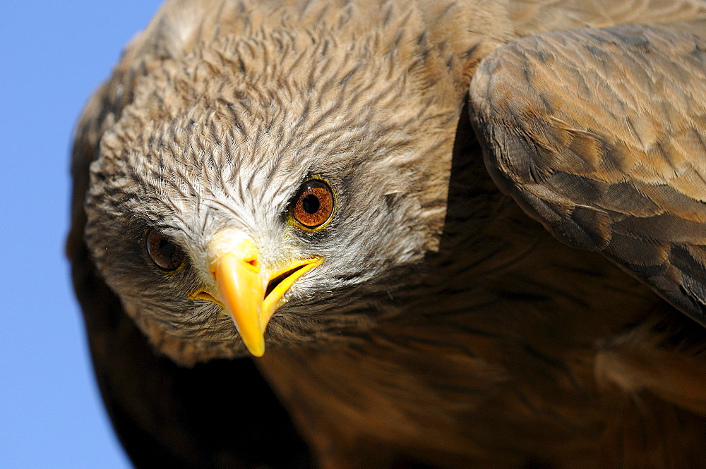 Yellow-billed kite (milvus aegyptius) close-up, captive, south africa