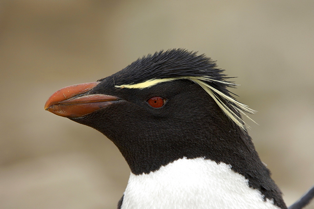 Rockhopper penguin (eudyptes chrysocome) new island, falkland islands, portrait.