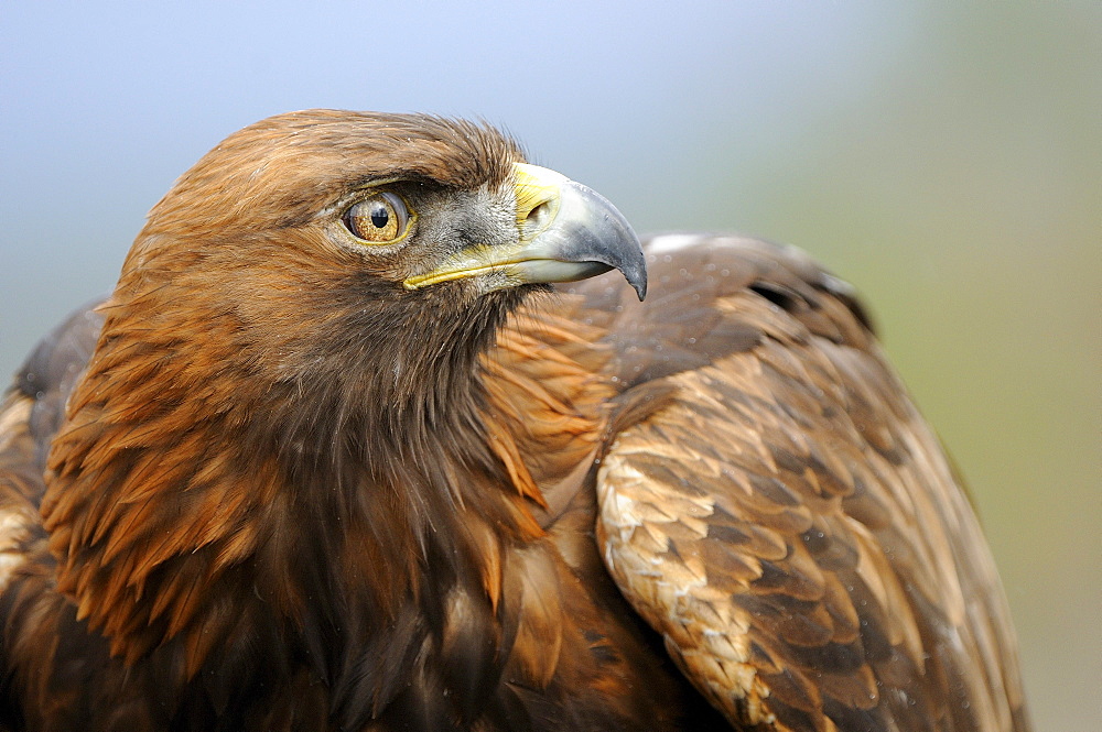 Golden eagle (aquila chrysaetos) close-up, scotland, captive