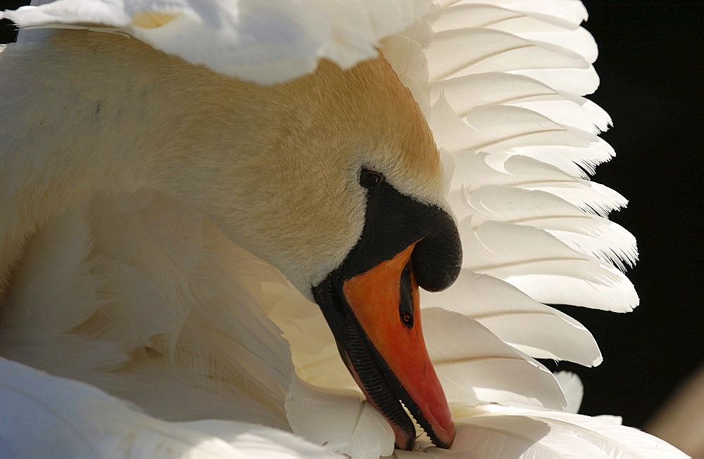 Mute swan. Cygnus olor. Preening. Oxfordshire, uk